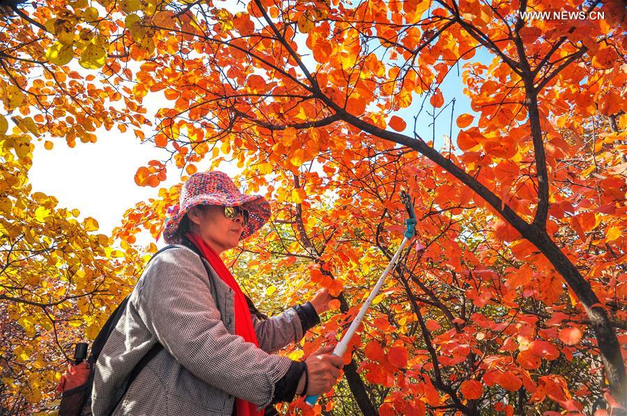 #CHINA-HEBEI-TAIHANG MOUNTAIN-AUTUMN SCENERY  (CN)