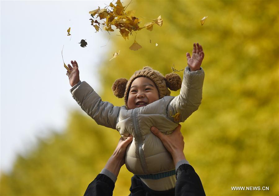 CHINA-LIAONING-GINKGO SCENERY (CN)