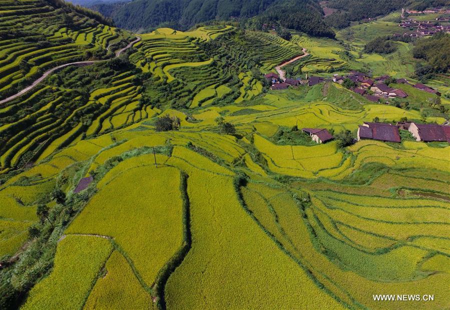CHINA-FUJIAN-WUYISHAN-TERRACED FIELD (CN)