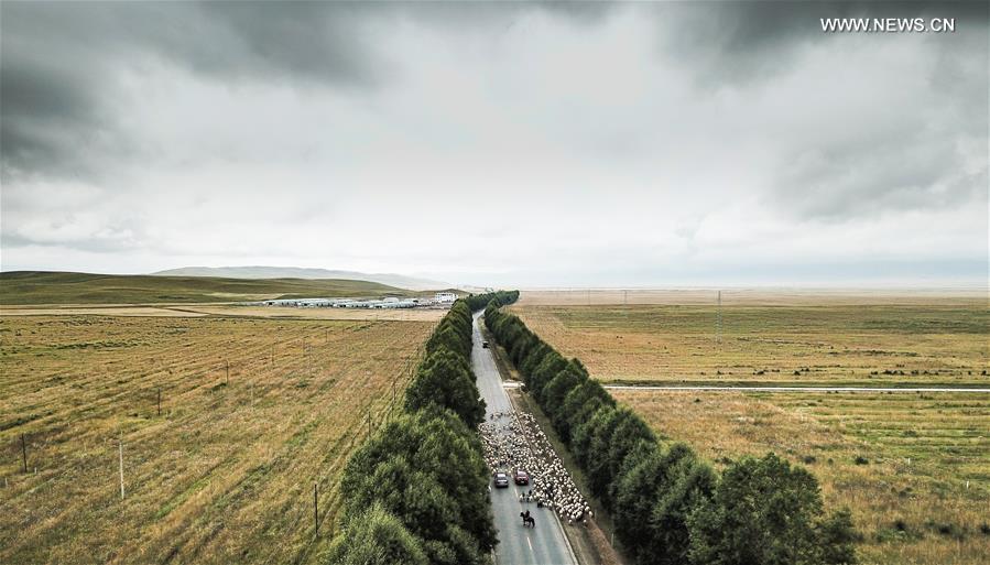 CHINA-QINGHAI-GUINAN-HERD-MIGRATION (CN)