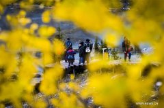 Autumn scenery of Kanas scenic area in NW Chinas Xinjiang