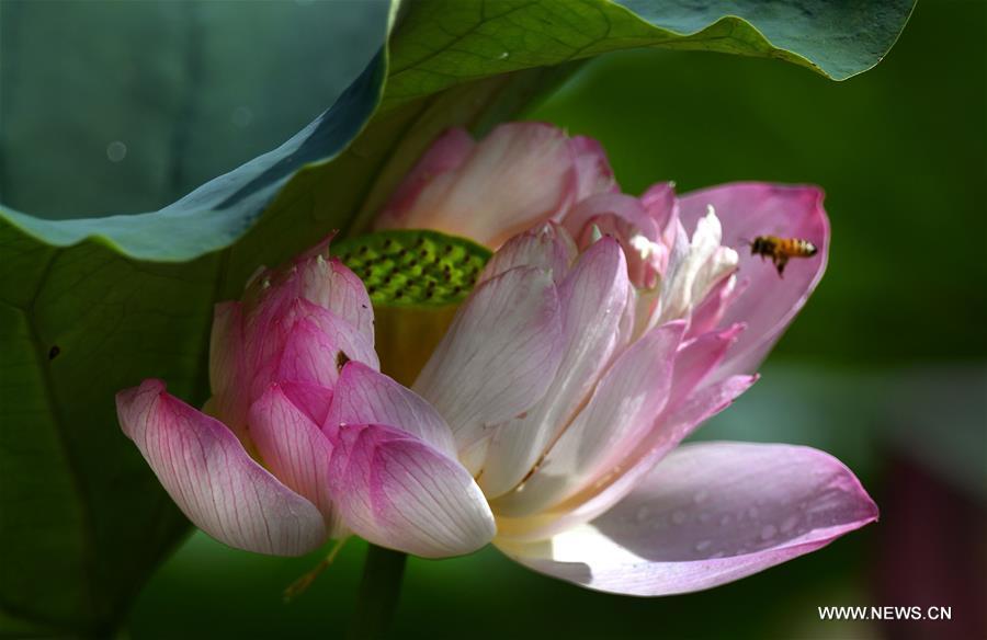 CHINA-ANHUI-HEFEI-LOTUS (CN)