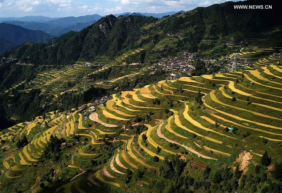 CHINA-GUIZHOU-HARVEST (CN)